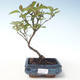 Venkovní bonsai - Dřín - Cornus mas VB2020-511 - 1/2