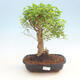 Pokojová bonsai -Ligustrum chinensis - Ptačí zob - 1/3