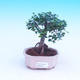 Pokojová bonsai-Ulmus Parvifolia-Malolistý jilm - 1/3