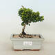 Venkovní bonsai - Berberis thunbergii Kobold - Dřištál - 1/2