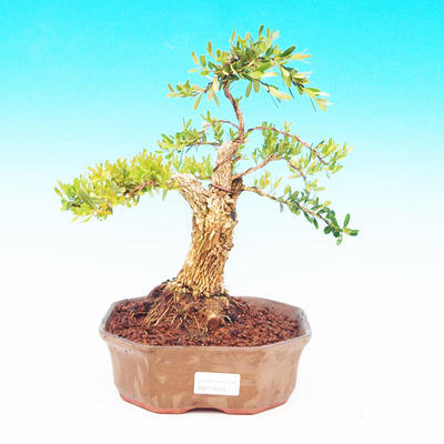 Pokojová bonsai - korkový buxus PB213603 - 1
