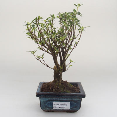 Pokojová bonsai - Serissa foetida Variegata - Strom tisíce hvězd PB2191603 - 1