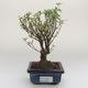 Pokojová bonsai - Serissa foetida Variegata - Strom tisíce hvězd PB2191603 - 1/2