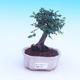 Pokojová bonsai-Ulmus Parvifolia-Malolistý jilm - 1/3