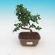 Pokojová bonsai - Carmona macrophylla - Čaj fuki - 1/5