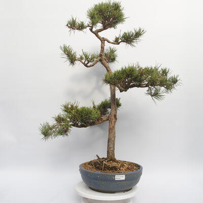 Venkovní bonsai - Pinus sylvestris Watereri - Borovice lesní - 1