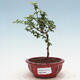 Pokojová bonsai - Serissa foetida Variegata - Strom tisíce hvězd - 1/2