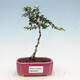 Pokojová bonsai - Serissa foetida Variegata - Strom tisíce hvězd - 1/2