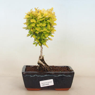 Venkovní bonsai - Berberis thunbergii Maria - Dřištál