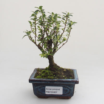 Pokojová bonsai - Serissa foetida Variegata - Strom tisíce hvězd PB2191607 - 1