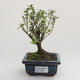 Pokojová bonsai - Serissa foetida Variegata - Strom tisíce hvězd PB2191607 - 1/2
