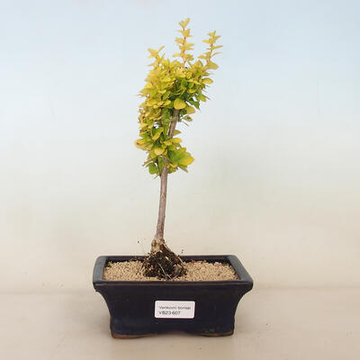 Venkovní bonsai - Berberis thunbergii Maria - Dřištál