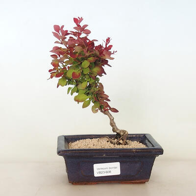 Venkovní bonsai - Berberis thunbergii Verruculosa - Dřištál