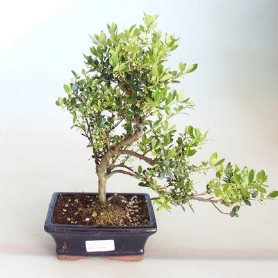 Pokojová bonsai - Ilex crenata - Cesmína PB2201160 - 1