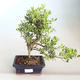 Pokojová bonsai - Ilex crenata - Cesmína PB2201160 - 1/2