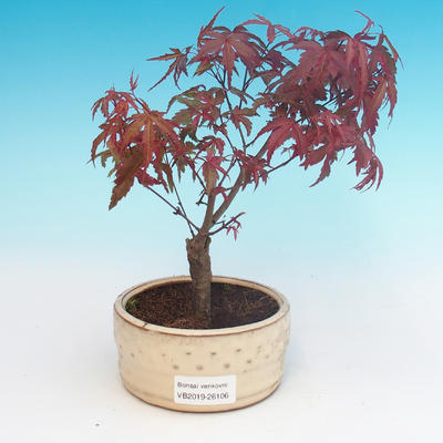 Venkovní bonsai - Javor palmatum DESHOJO - Javor dlanitolistý - 1
