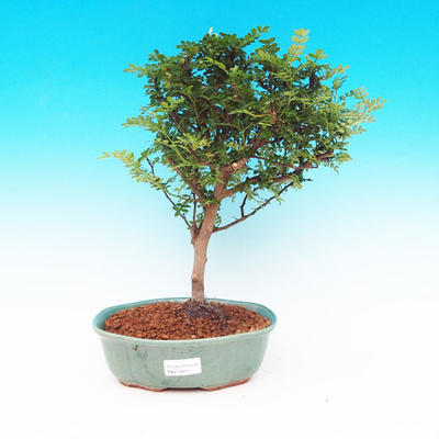 Pokojová bonsai -Pepřovník PB213611 - 1