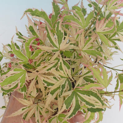 Venkovní bonsai -Javor dlanitolistý Acer palmatum Butterfly - 1