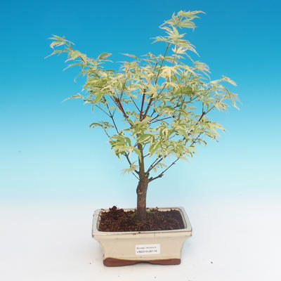 Venkovní bonsai -Javor dlanitolistý Acer palmatum Butterfly - 1