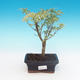 Venkovní bonsai -Javor dlanitolistý Acer palmatum Butterfly - 1/2