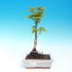 Venkovní bonsai - Acer palmatum SHISHIGASHIRA- Javor malolistý - 1/2