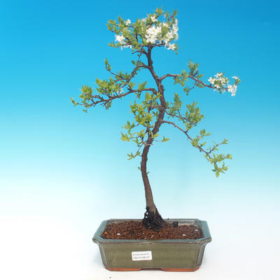 Venkovní bonsai - Prunus spinosa - trnka