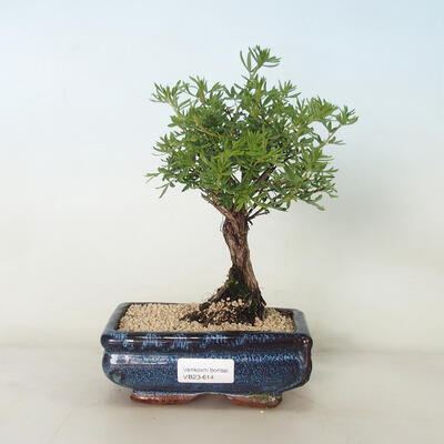 Venkovní bonsai-Mochna křovitá - Potentilla fruticosa Goldfinger - 1