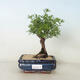 Venkovní bonsai-Mochna křovitá - Potentilla fruticosa Goldfinger - 1/2
