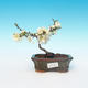 Venkovní bonsai - Chaenomeles superba jet trail -Kdoulovec bílý - 1/3