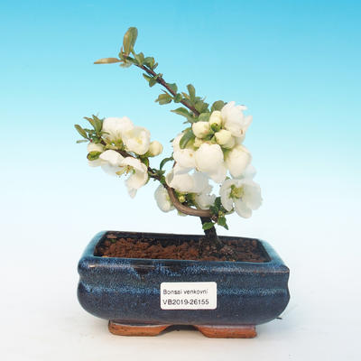 Venkovní bonsai - Chaenomeles superba jet trail -Kdoulovec bílý - 1
