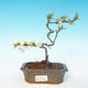 Venkovní bonsai - Chaenomeles superba jet trail -Kdoulovec bílý - 1/3