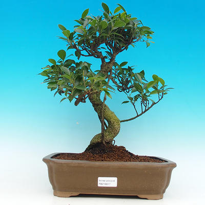 Pokojová bonsai - malolistý fíkus PB216617 - 1