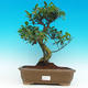 Pokojová bonsai - malolistý fíkus PB216617 - 1/2