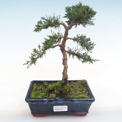 Venkovní bonsai - Juniperus chinensis -Jalovec čínský VB2020-61