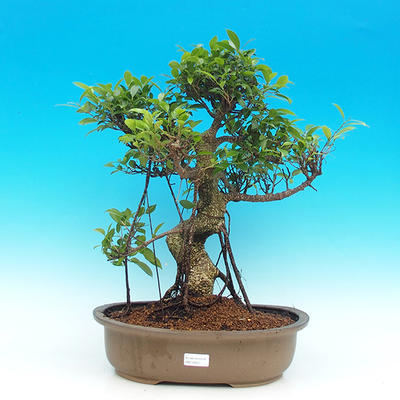 Pokojová bonsai - malolistý fíkus PB216620 - 1