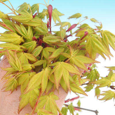 Acer palmatum Aureum - Javor dlanitolistý zlatý VB2020-469 - 1