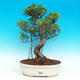 Pokojová bonsai - malolistý fíkus PB216621 - 1/2