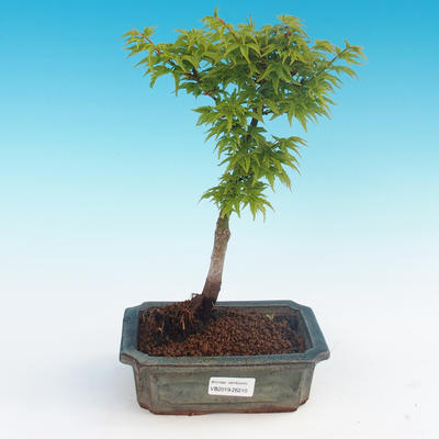 Venkovní bonsai - Acer palmatum SHISHIGASHIRA- Javor malolistý - 1