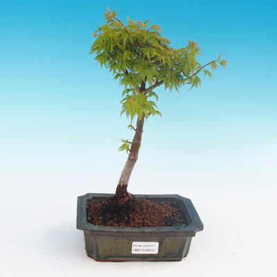 Venkovní bonsai - Acer palmatum SHISHIGASHIRA- Javor malolistý - 1