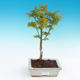 Venkovní bonsai - Acer palmatum SHISHIGASHIRA- Javor malolistý - 1/3
