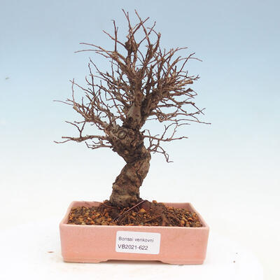 Venkovní bonsai - Zelkova - Zelkova NIRE - 1