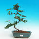 Pokojová bonsai- Hvězdice levandulová PB216623 - 1/4
