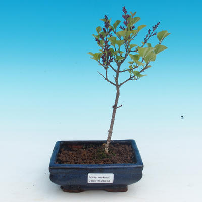 Venkovní bonsai - Syringa velutina josse Šeřík řůžový - 1