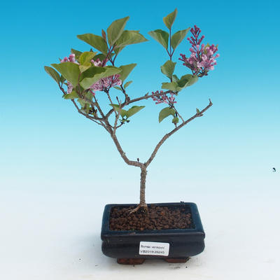 Venkovní bonsai - Syringa velutina josse Šeřík řůžový - 1
