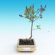 Venkovní bonsai - Syringa velutina josse Šeřík řůžový - 1/2