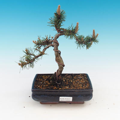 Venkovní bonsai - Pinus mugo Humpy  - Borovice kleč