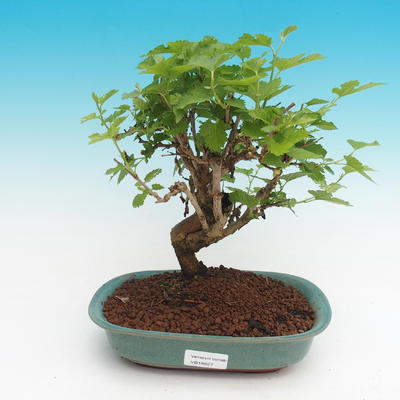 Venkovní bonsai - Morus alba - Moruše - 1
