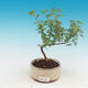 Venkovní bonsai-Mochna křovitá - Dasiphora fruticosa žlutá - 1/2