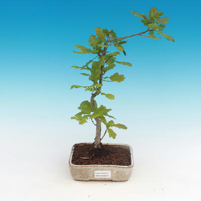 Venkovní bonsai-Quercus robur-Dub letní