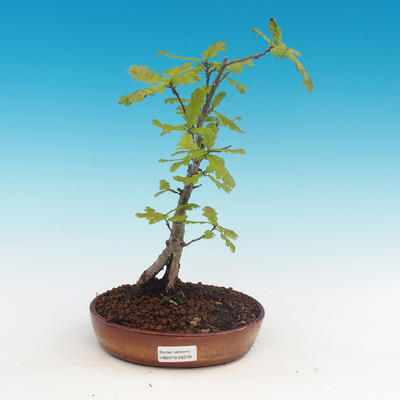 Venkovní bonsai-Quercus robur-Dub letní